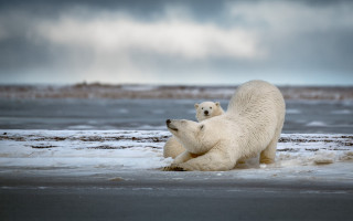 Polar bears playing beach cloudy - polar free wallpaper