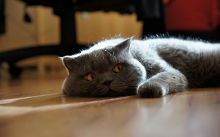 Gray cat curious laying photorealistic - a gray cat free wallpaper