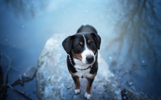 Dog rock snow tree nature - a rock in the snow free wallpaper