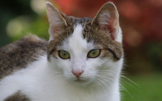 Green eyed cat looking camera - a blurry background of grass and trees free wallpaper
