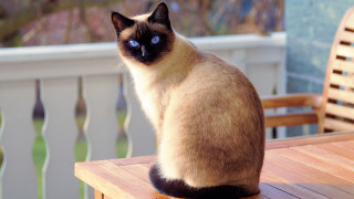 Cat deck fence blue eyes - a deck free wallpaper