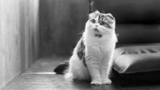 Cat serious blackandwhite outdoors blurry - fluxus free wallpaper