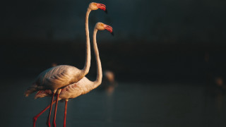 Flamingos crossed necks water naturalism - their neck free wallpaper