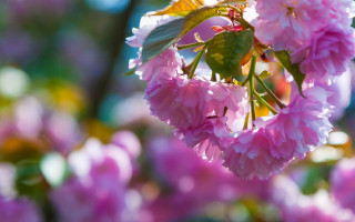 Pink flower bokeh depth naturalism - a tree branch in the sun light of the day free wallpaper