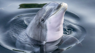 Dolphin water open mouthed surface - its mouth open free wallpaper
