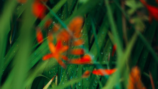 Flower water droplets grass bokeh - a close up of a bunch free wallpaper for desktop