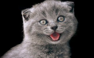 Gray kitten tongue wide eyes - grey background free wallpaper