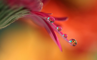 Flower water droplets macro blurry 4 - dorothea braby free wallpaper