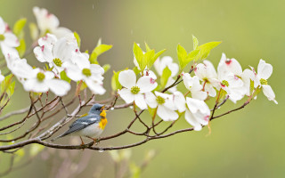 Bird branch flower rain impressionist - nature photography free wallpaper