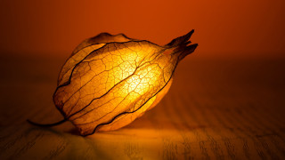 Radiant light table leaf center - radiant light free wallpaper