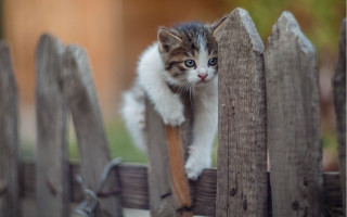 Curious kitten fence photorealistic 3d - photography free wallpaper