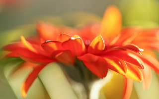 Flower macro blurry background camellia - a close up of a flower free wallpaper