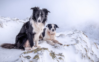 Dog snow mountain illusion blackwhite - two dog free wallpaper for desktop
