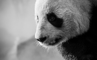 Panda bw face head blurry - chen chi free wallpaper