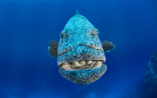 Fish mouth open water blue - tooth wide free wallpaper for desktop