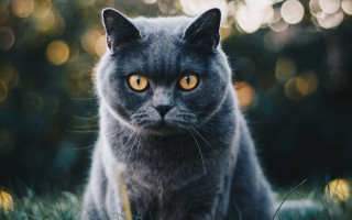 Gray cat yellow eyes bokeh - a gray cat free wallpaper