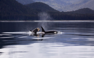 Orca lake mountains fog wildlife - the air above free wallpaper for desktop