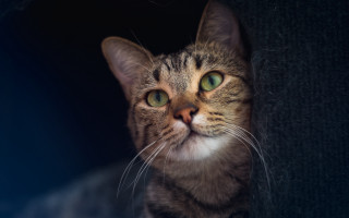 White cat green eyes wall 2 - felix octavius carr darley free wallpaper for desktop