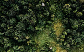 Forest branch sunlight path bush - tree and grass free wallpaper
