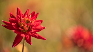 Red flower macro blurry background 5 - a red flower free wallpaper