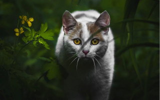Cat yellow eyes walking field - a blurry background of grass free wallpaper