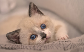 Kitten blue eyes curious laying - curious free wallpaper