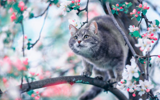 Cat branch cherry blossoms spring - a branch of a tree free wallpaper for desktop