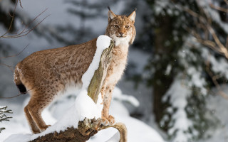 Lynx snowy forest branch wildlife - a lynx free wallpaper