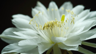 White flower yellow stamens black 2 - a yellow staman free wallpaper