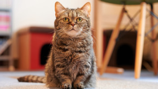 Curious cat floor maya bokeh - maya free wallpaper for desktop