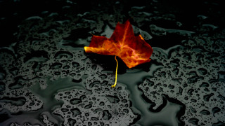 Leaf puddle water drops yellow - drop of water free wallpaper