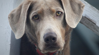 Dog red collar sad shiba - his face and nose free wallpaper