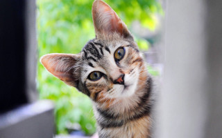 Cat looking window blurry background - a window free wallpaper for desktop