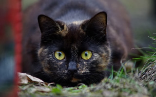 Cat yellow eyes walking grass - optical free wallpaper for desktop