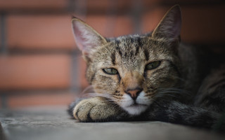Cat laying on ground brick - a brick wall in the background free wallpaper