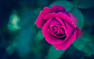 Pink rose water droplets moon - erin hanson free wallpaper