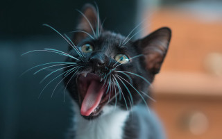 Black white cat mouth tongue - mouth wide open free wallpaper
