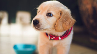 Puppy shiba inu blue bowl - a puppy free wallpaper
