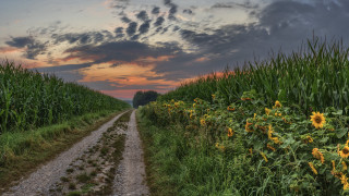 Sunflower field sunset cloudy sky - a dirt road free wallpaper