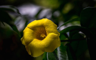 Yellow flower green leaves macro 8 - a yellow flower free wallpaper