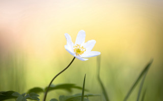 White flower yellow center grass 2 - soft light free wallpaper