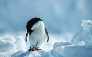 Penguin snowy horizon blue sky - a penguin free wallpaper