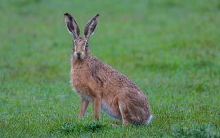Brown rabbit sad field jigsaw - a field of grass free wallpaper