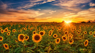 Sunflowers sunset clouds field orange - the sky above them free wallpaper