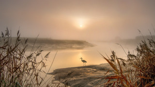Bird foggy lake rock mountain - misty free wallpaper