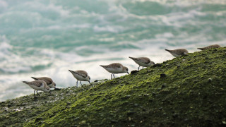 Birds mossy hill ocean waves - mossy free wallpaper for desktop