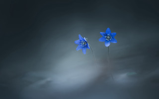 Blue flower butterfly cloud dark - the dark sky free wallpaper