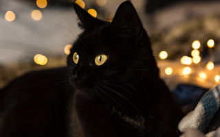 Black cat christmas moon bokeh - a christmas tree in the background free wallpaper
