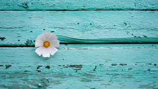 Flower wood aqua peeling minimalist - paint free wallpaper
