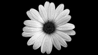 White flower water droplets black - ambient occlusion free wallpaper